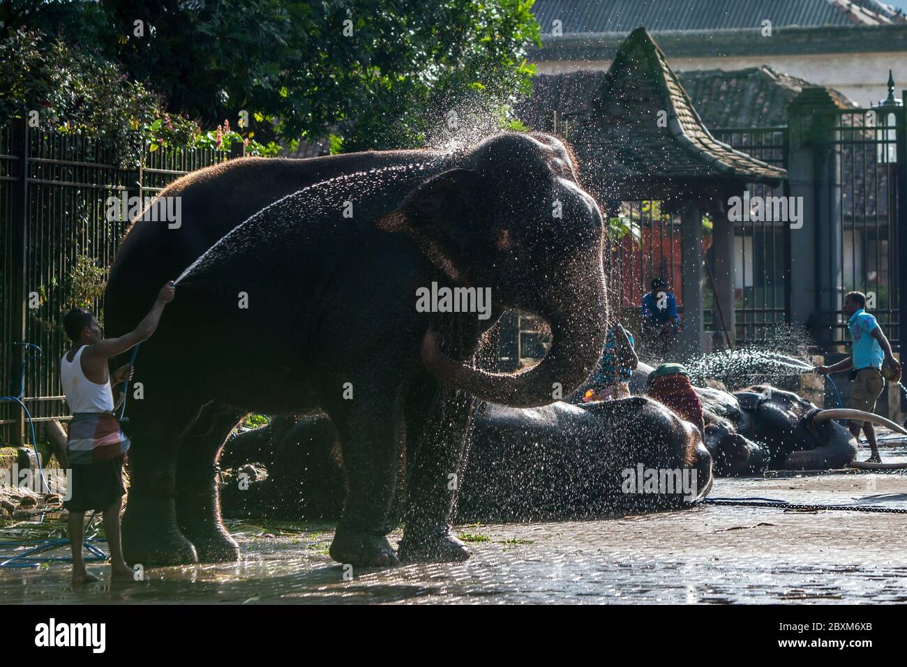 Un elefante cerimoniale è lavato da un mahout all'interno del Tempio del Sacro dente complesso Reliic prima dell'Esala Perahera a Kandy in Sri Lanka. Foto Stock