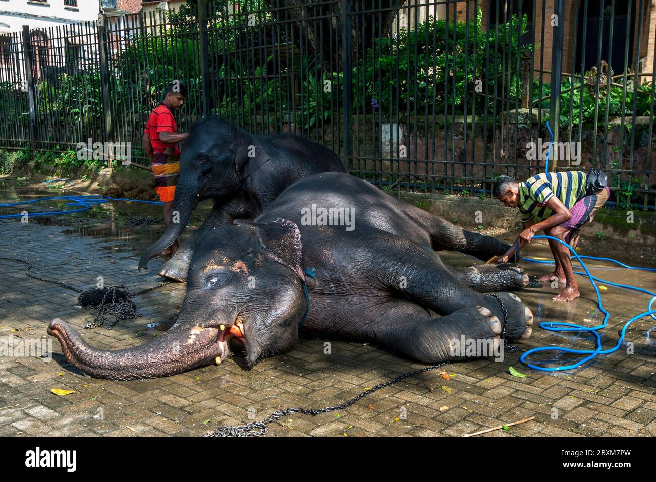 Elefanti cerimoniali lavati da mahouts prima dell'Esala Perahara al Tempio del Sacro dente complesso Reliico a Kandy in Sri Lanka. Foto Stock