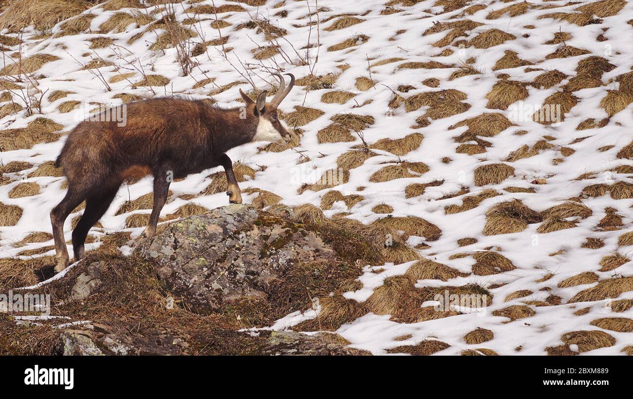 Camoscio alpino o rupicapra rupicapra che sale su roccia mostrando profilo laterale con neve fondente sullo sfondo. Foto Stock