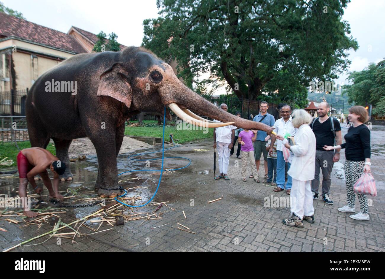 Un turista alimenta una banana ad un elefante cerimoniale che viene lavato al Tempio della Reliquia del dente Sacro a Kandy in Sri Lanka prima di Esala Perahera. Foto Stock