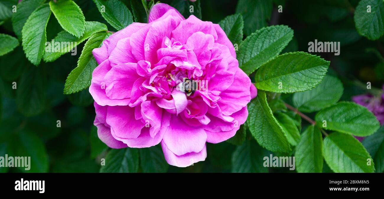 Primo piano di una bella rosa su un cespuglio e un'ape bumble che consuma nettare dal cuore del fiore. Foto Stock