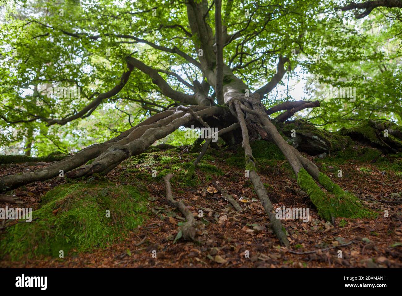 Alberi di faggio soffiati a vento e gnarled su Castle Hill, Thrunton Wood, Northumberland Foto Stock