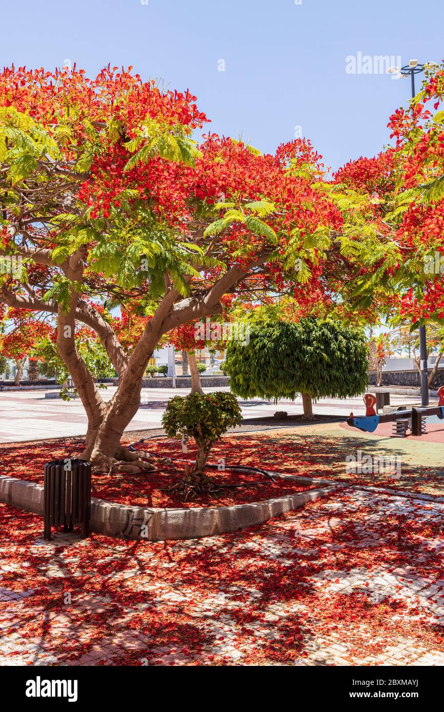 Regione di Delonix, flamboyant, albero di fiamma, con i suoi fiori rossi  distintivi in tarda primavera, Playa San Juan, Tenerife, Isole Canarie,  Spagna Foto stock - Alamy