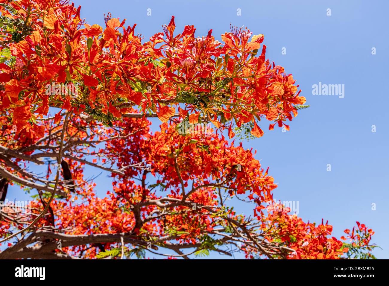 Regione di Delonix, flamboyant, albero di fiamma, con i suoi fiori rossi distintivi in tarda primavera, Playa San Juan, Tenerife, Isole Canarie, Spagna Foto Stock