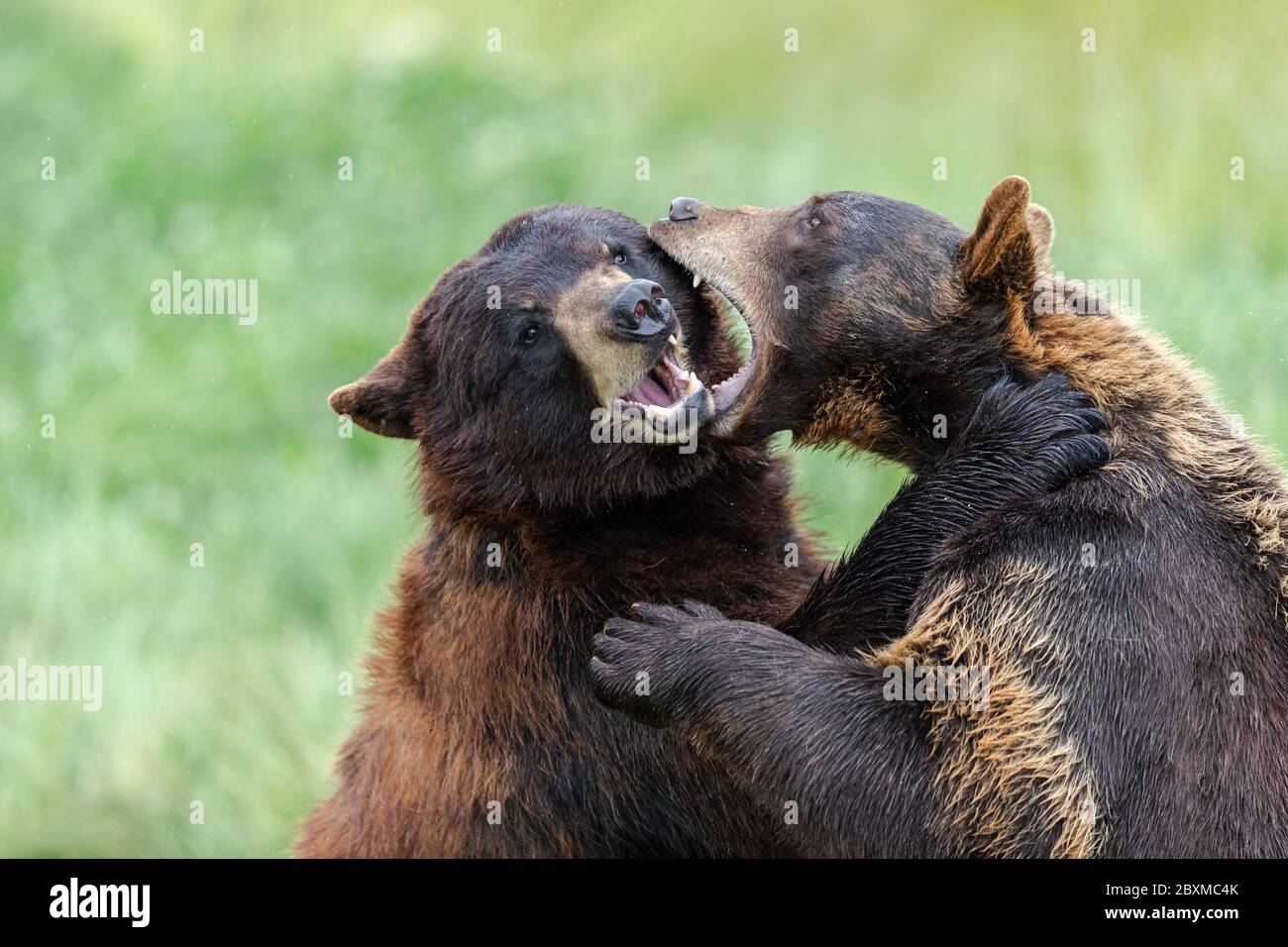 American Black Bear lotta nel prato Foto Stock
