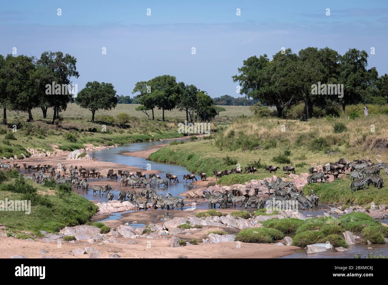 Mandria mista di wildebeest e zebra migrano attraverso il fiume di sabbia nel Maasai Mara, Kenya. Foto Stock