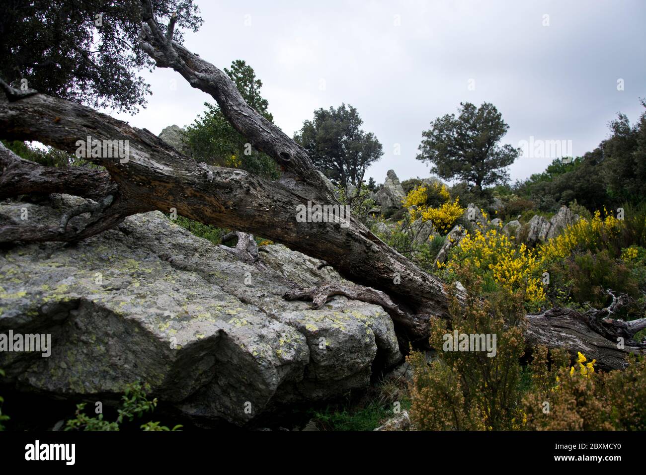 Macchia-vegetation auf dem GR 10 in den Pyrenäen Foto Stock