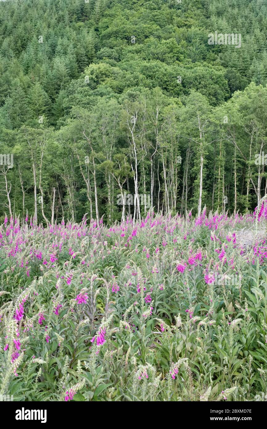 Due anni dopo che un pezzetto di bosco è stato abbattuto, i guanti di foxwants (Digitalis purpurea) fioriscono sul terreno pulito. Stapleton Wood, Herefordshire, Regno Unito Foto Stock