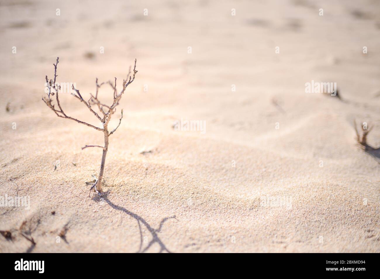 Green Shoot nel deserto - foto concettuale per la crescita in condizioni avverse Foto Stock