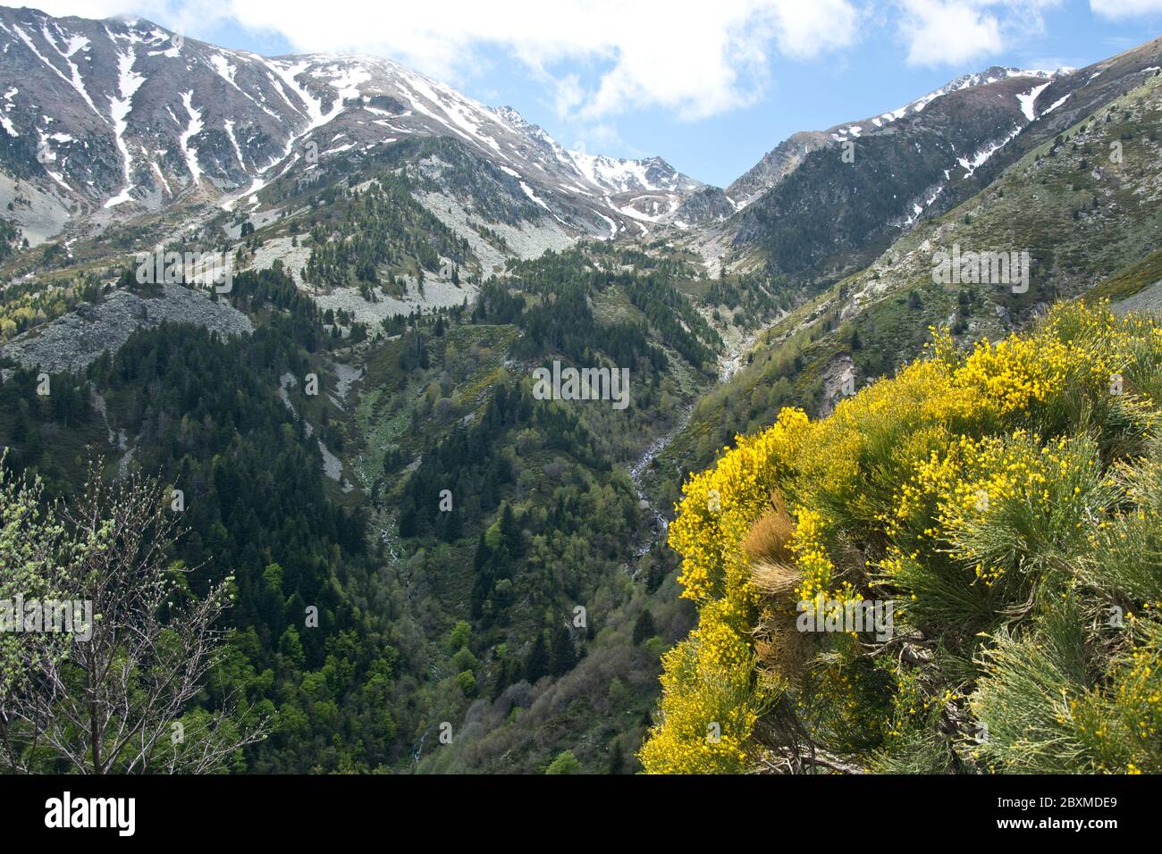 Blick über die gelb blühenden Ginsterhänge am fuss des Canigou-massifs Auf dem GR 10 in den Pyrenäen Foto Stock