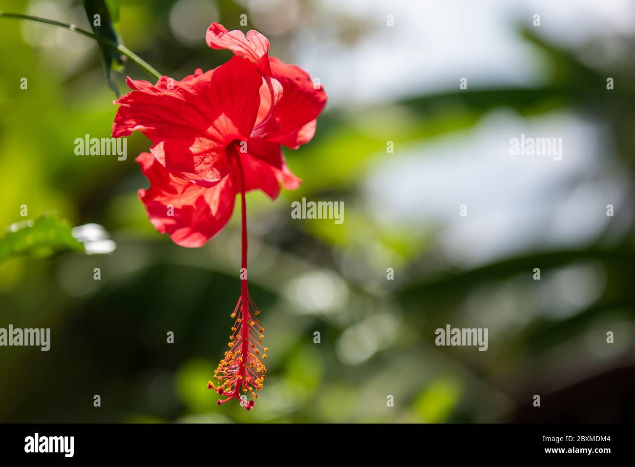Fiori di un ibisco rosso (rosa cinese) Foto Stock