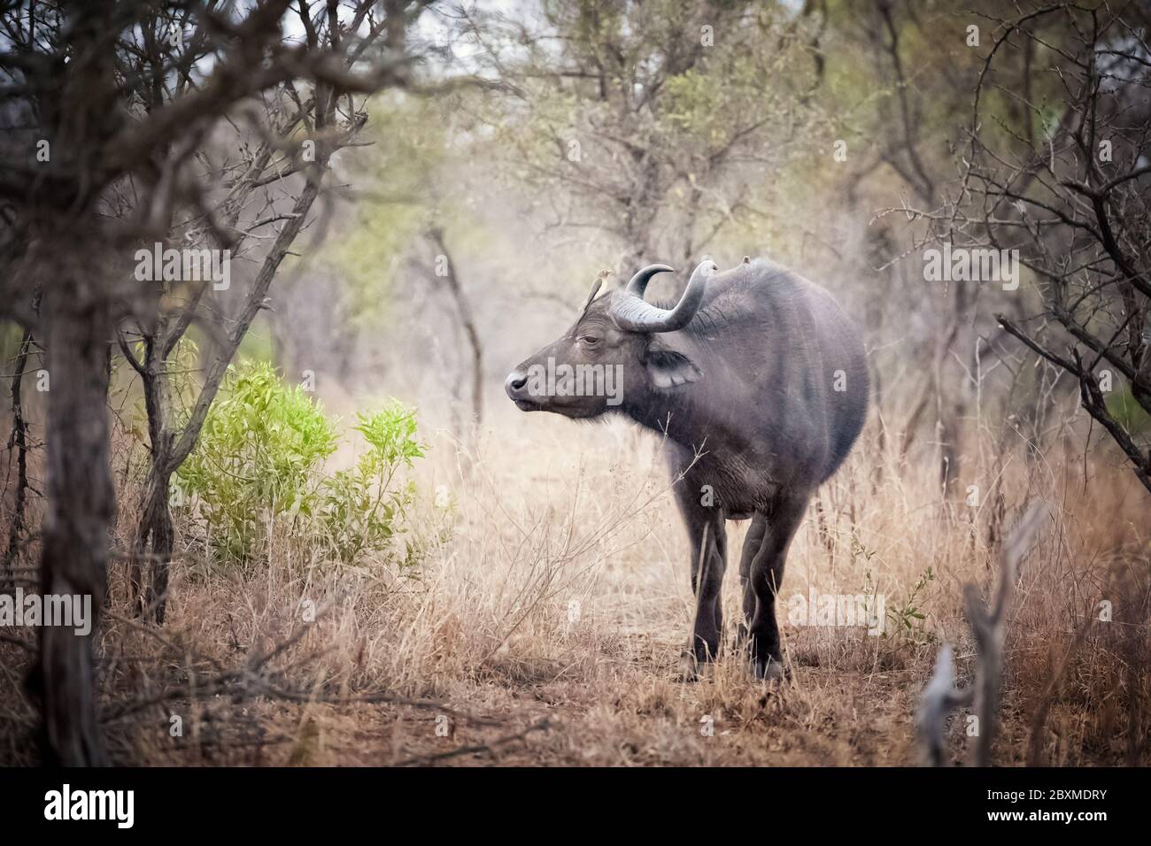 Bufali in una radura. Kruger regione del Sud Africa. Il bufalo indiano è uno dei cinque grandi animali del Sud Africa Foto Stock