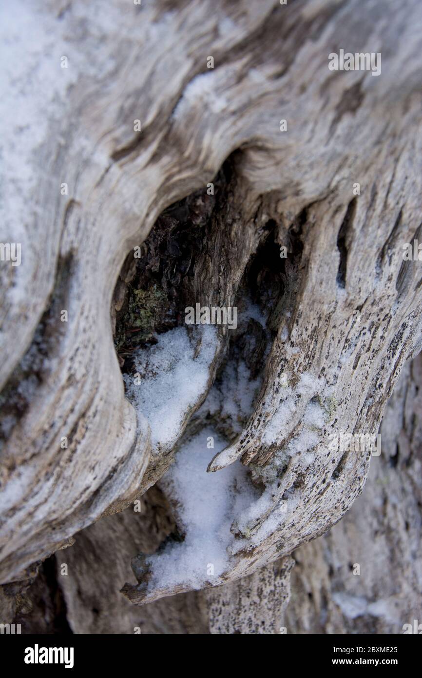Schneebedeckte Struktur der Bergföhre in den Pyreäen Foto Stock