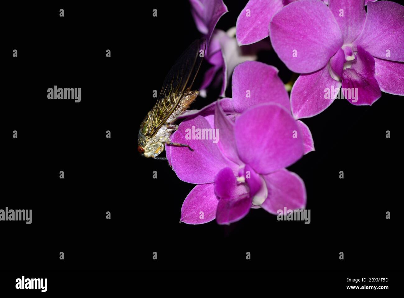 Primo piano di cicada seduta su orchidea fiore di notte. Thailandia, Sud-est asiatico Foto Stock