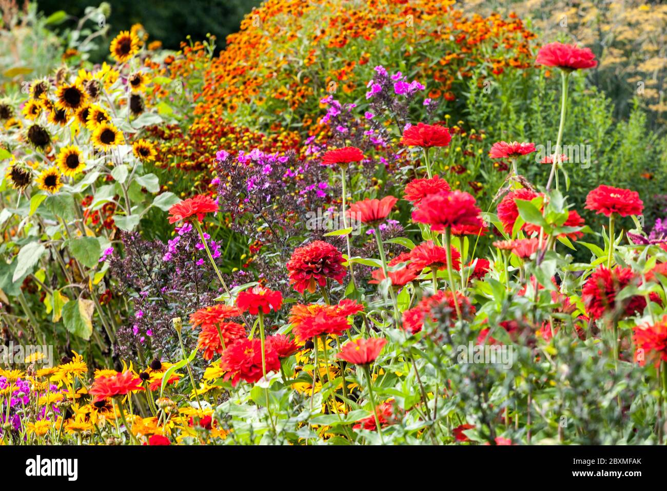 Giardino in piena fioritura, zinnie Sneezeweeds, Girasoli, rosso giallo arancio gruppo di fiori metà estate misto piante annuali perenni in bordo colorato Foto Stock