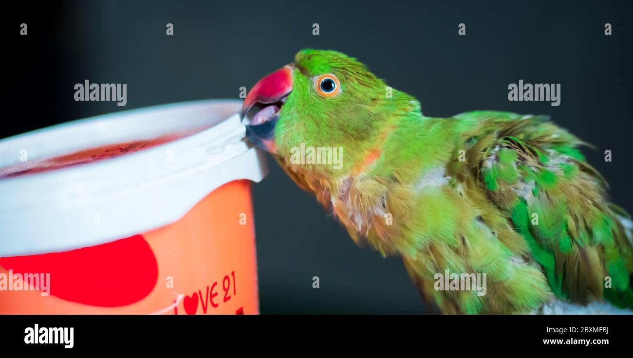 Closeup Parrot femminile con anello rosa Platying con una scatola piena di noci di Cashew. Foto Stock