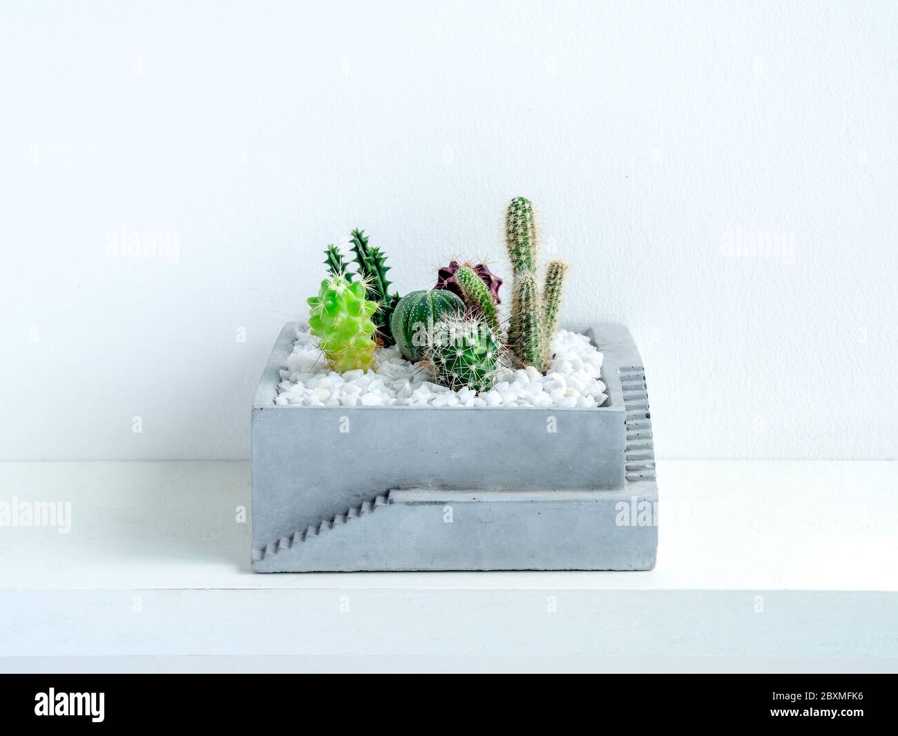 Molti tipi di piante di cactus verdi in pentola quadrata di cemento su ripiano su sfondo bianco. Foto Stock