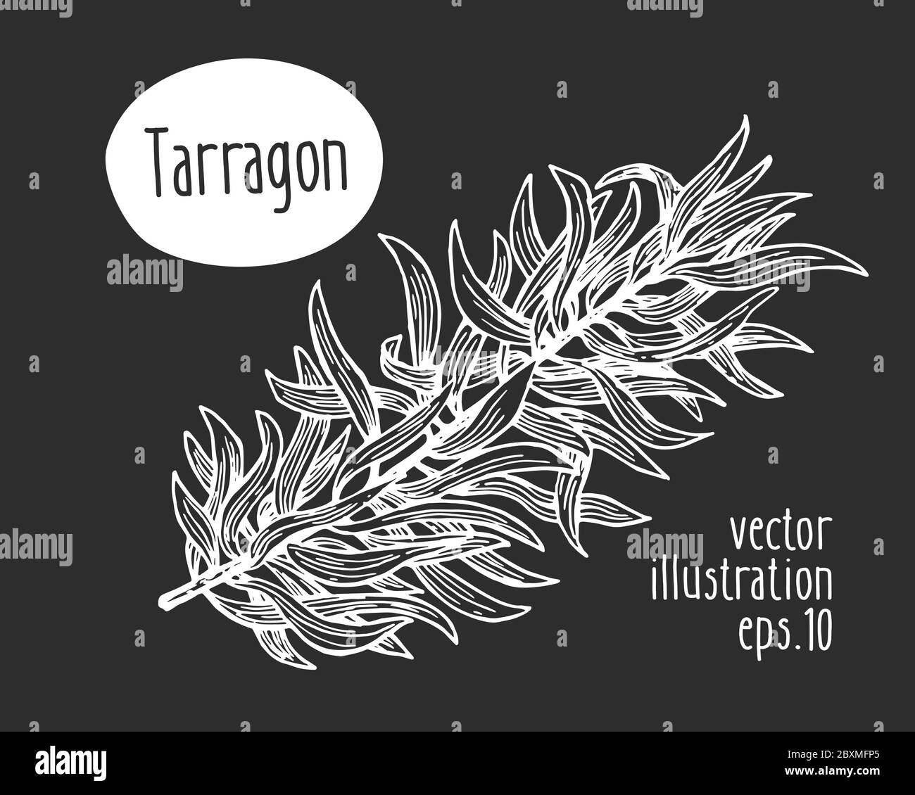 Illustrazione del dragoncello disegnato a mano. Schizzo di erba vettoriale su tavola di gesso. Illustrazione Vettoriale