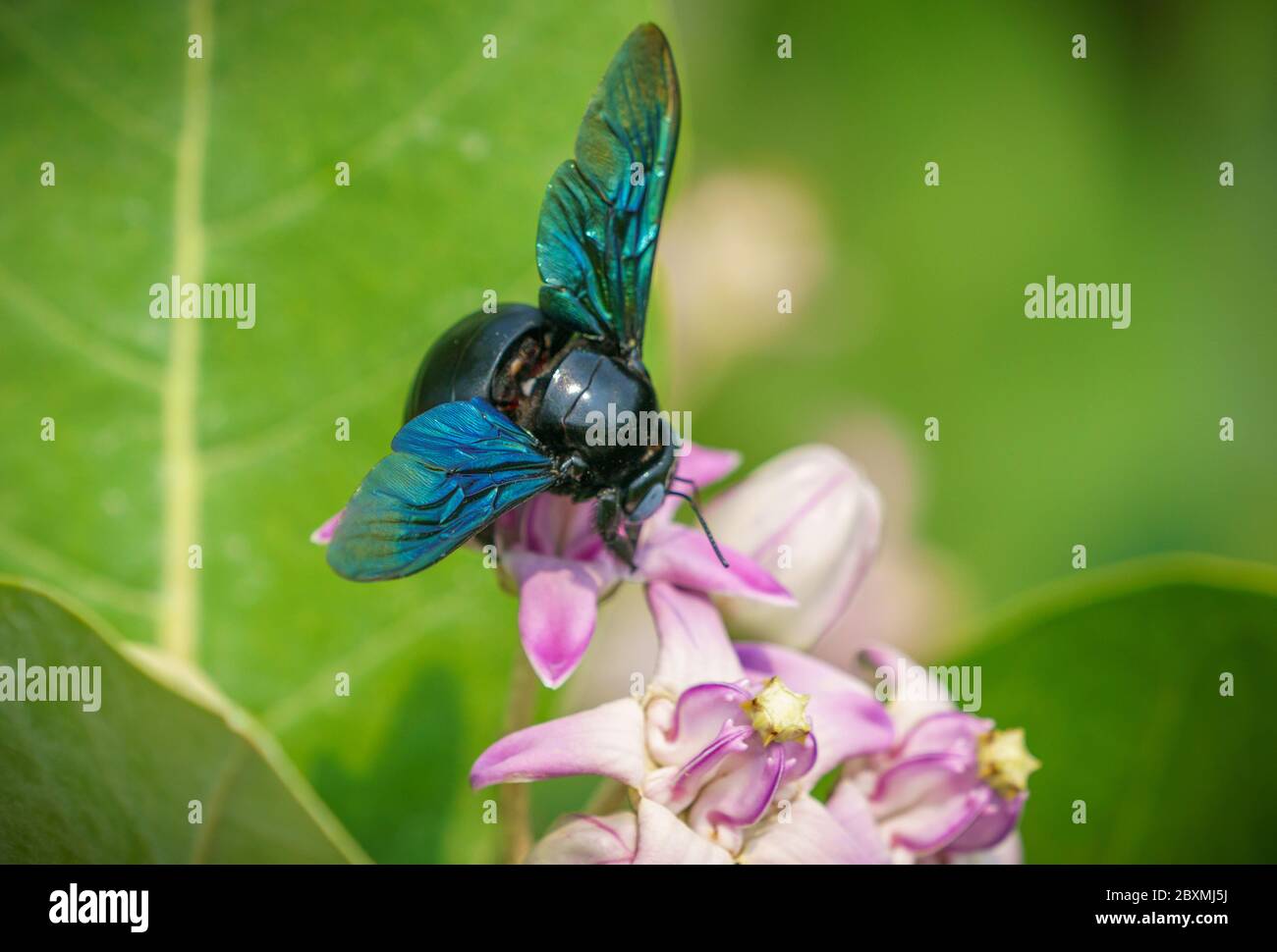 Xylocopa valga o carpenter bee su Calotropis procera o Apple di Sodoma fiori. Macro con DOF poco profondo Foto Stock