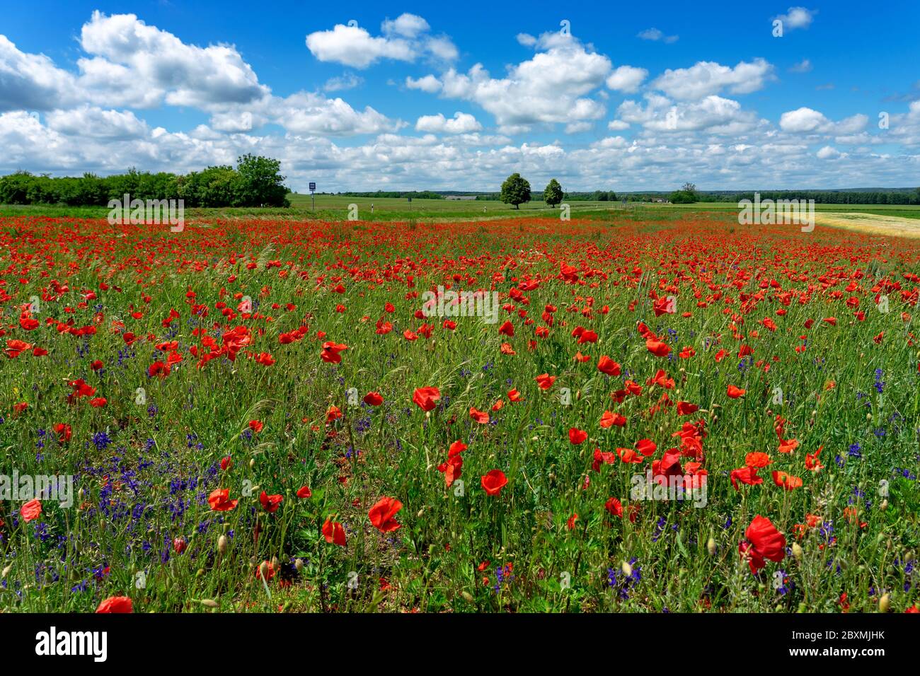 Campo di papavero ventoso in Ungheria con cielo blu Foto Stock
