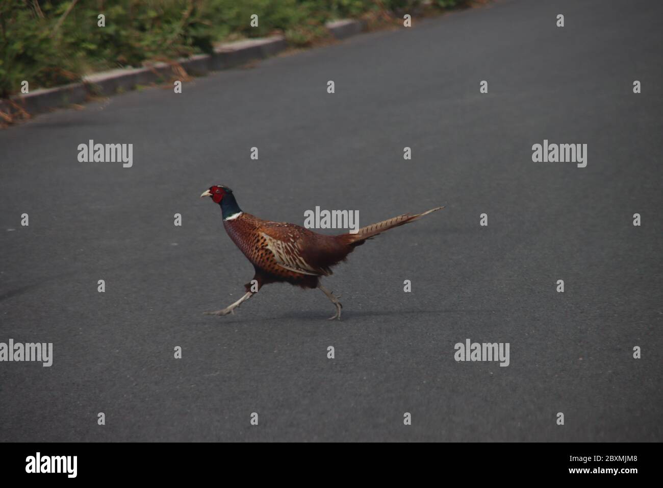Un fagiano maschio attraversa la strada con un sacco di rumore in autunno Foto Stock