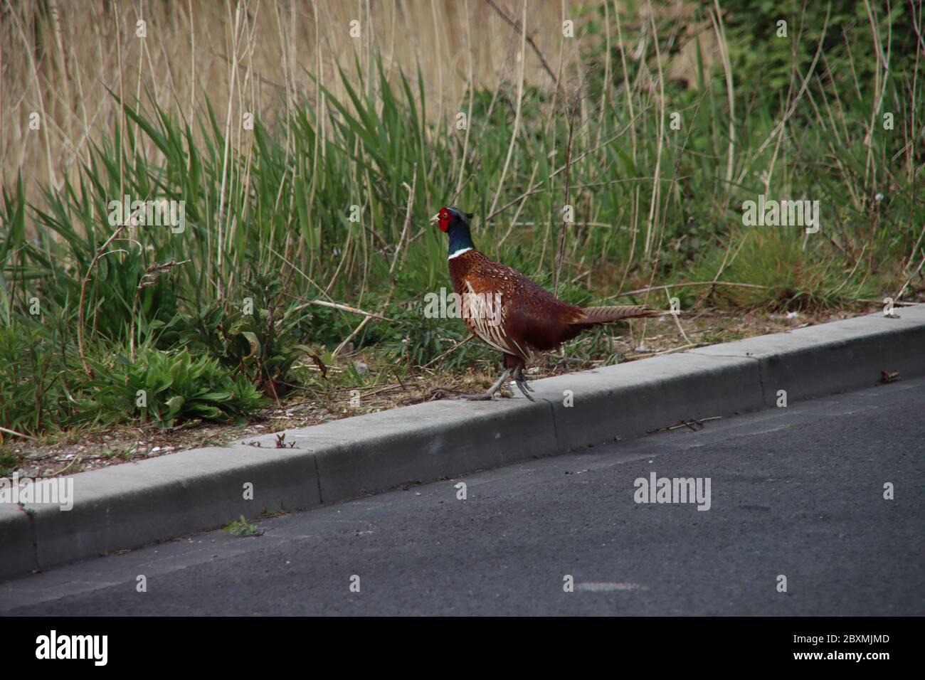 Un fagiano maschio attraversa la strada con un sacco di rumore in autunno Foto Stock