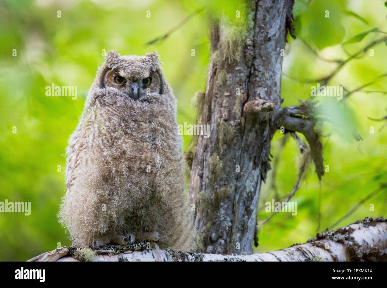 Gufi selvatici nel loro habitat naturale Foto Stock