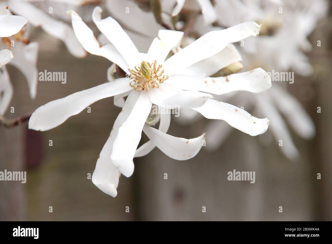 Magnolia stellata, talvolta chiamata la stella magnolia con fiori bianchi in un giardino a Nieuwerkerk aan den IJssel Foto Stock