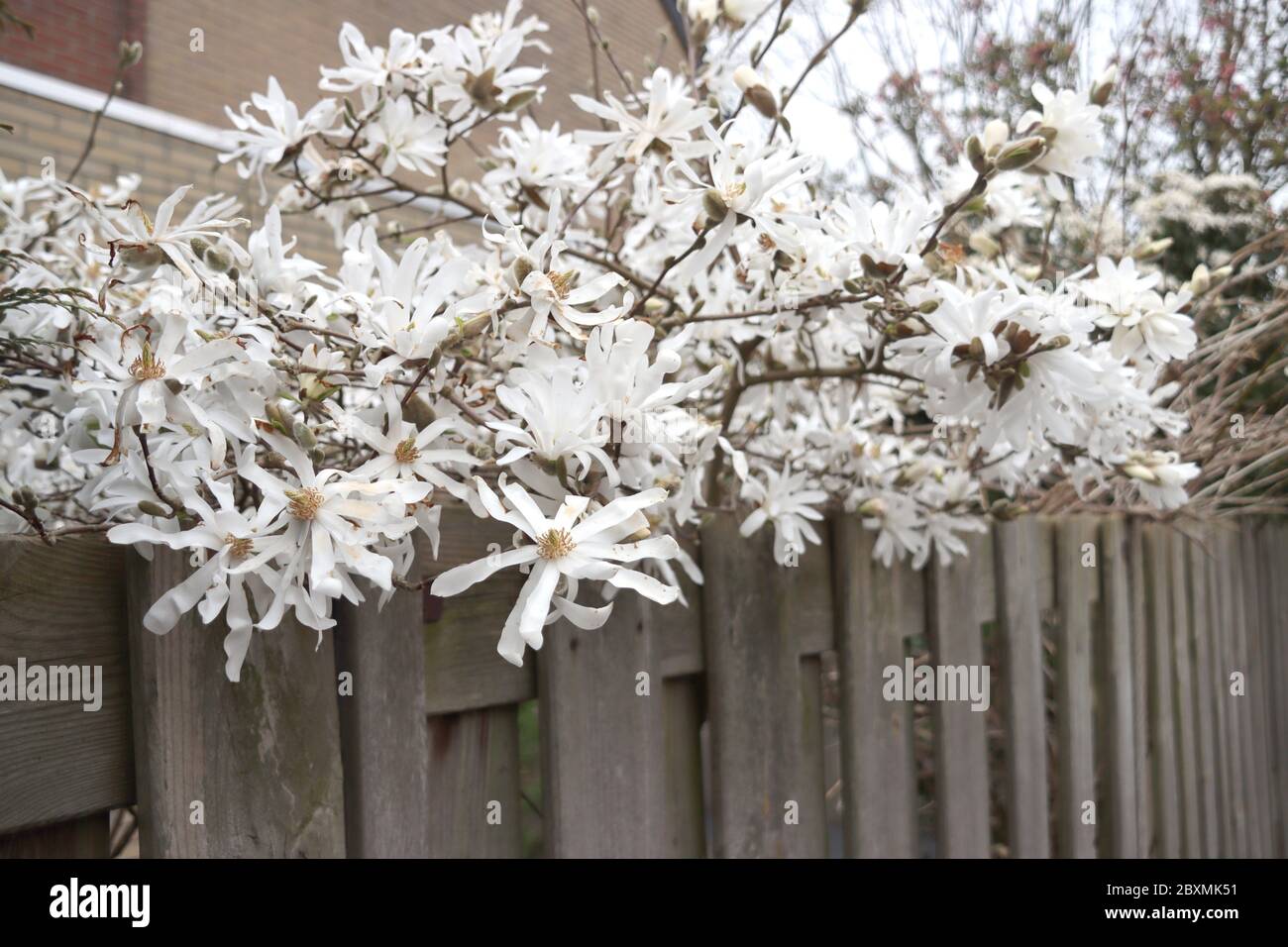 Magnolia stellata, talvolta chiamata la stella magnolia con fiori bianchi in un giardino a Nieuwerkerk aan den IJssel Foto Stock