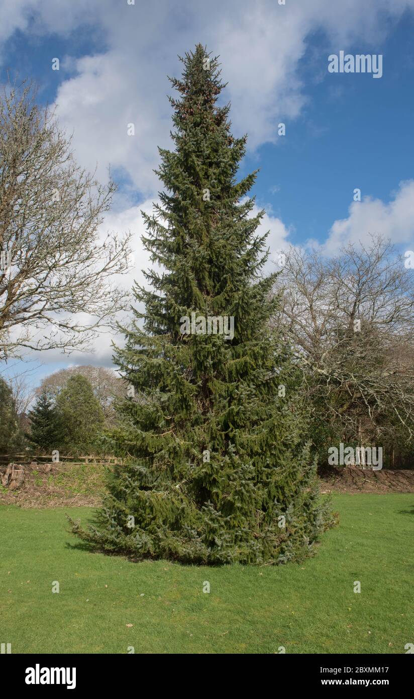 Primavera Fogliame di una conifere sempreverdi Abete Serbo (Picea omorika) che cresce in un Pineto in Cornovaglia rurale, Inghilterra, Regno Unito Foto Stock