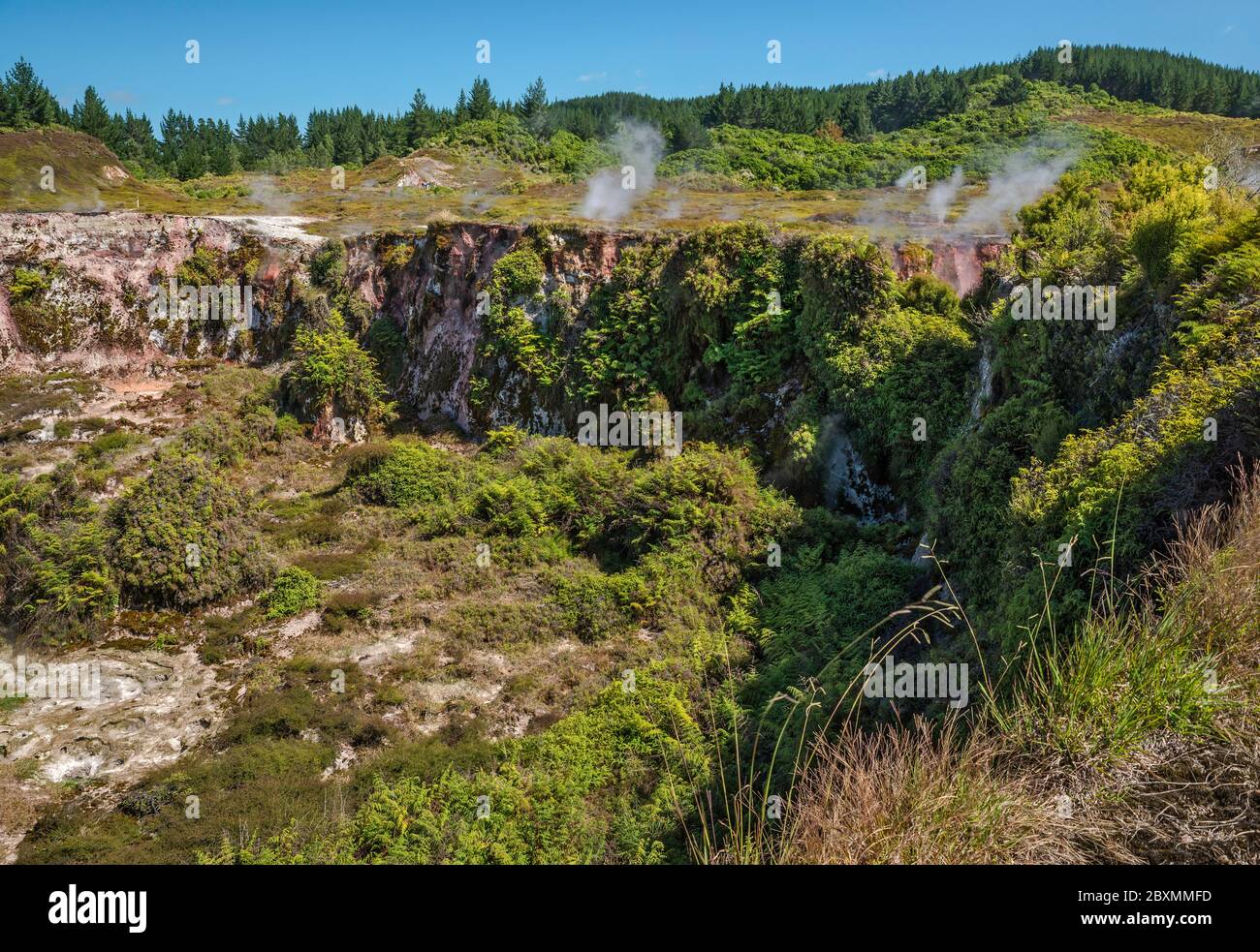Sfiati a vapore al cratere, Craters of the Moon Thermal Area, Waikato Region, North Island, New Zealand Foto Stock