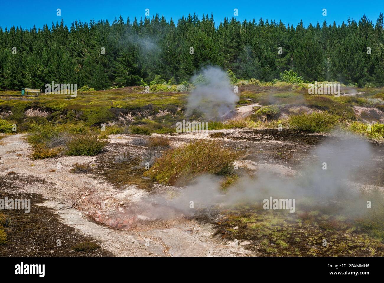Fumarole, sfiati a vapore presso i Craters of the Moon Thermal Area, Waikato Region, North Island, Nuova Zelanda Foto Stock