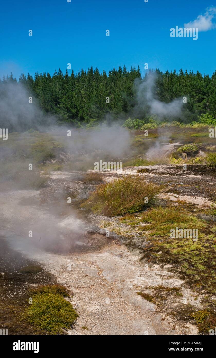 Fumarole, sfiati a vapore presso i Craters of the Moon Thermal Area, Waikato Region, North Island, Nuova Zelanda Foto Stock
