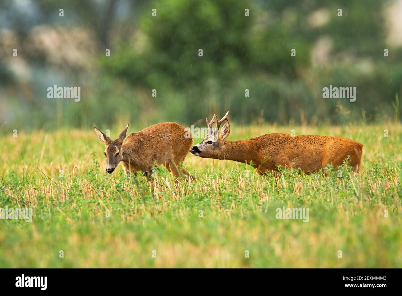 Capriolo buck del cervo che segue il doe e leccando lei per ritenere gli ormoni nella stagione di rutting Foto Stock