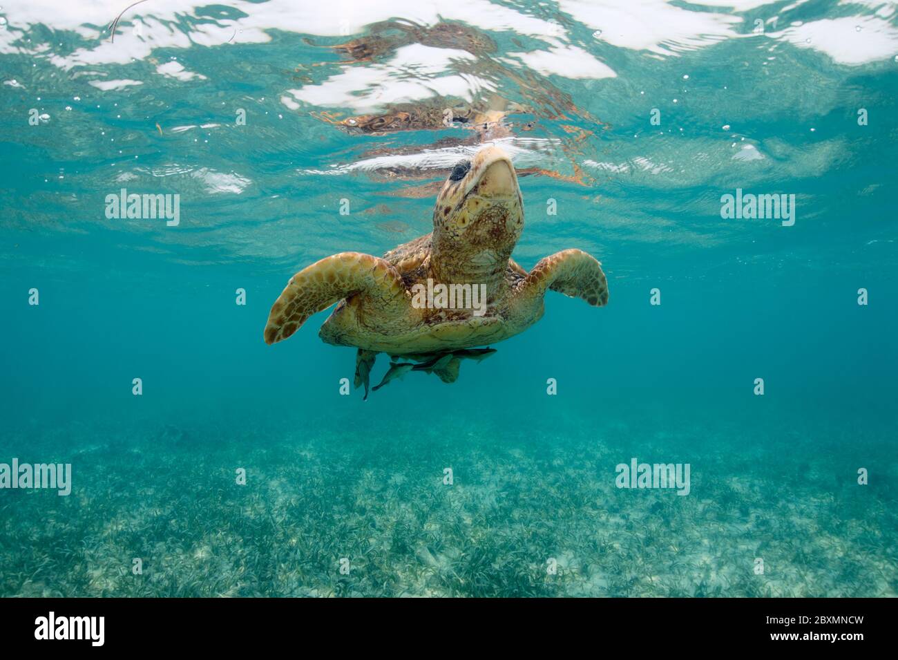 La satura della testa di loggerhead sta prendendo un respiro sott'acqua alla barriera corallina di Belize Foto Stock