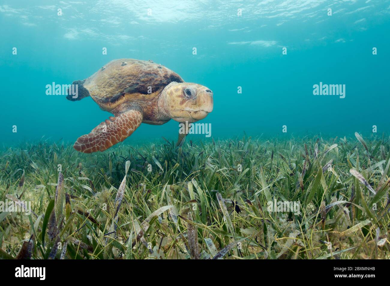 Il sedaturtle della testa di loggerhead è alla ricerca di cibo sott'acqua alla barriera corallina di Belize Foto Stock