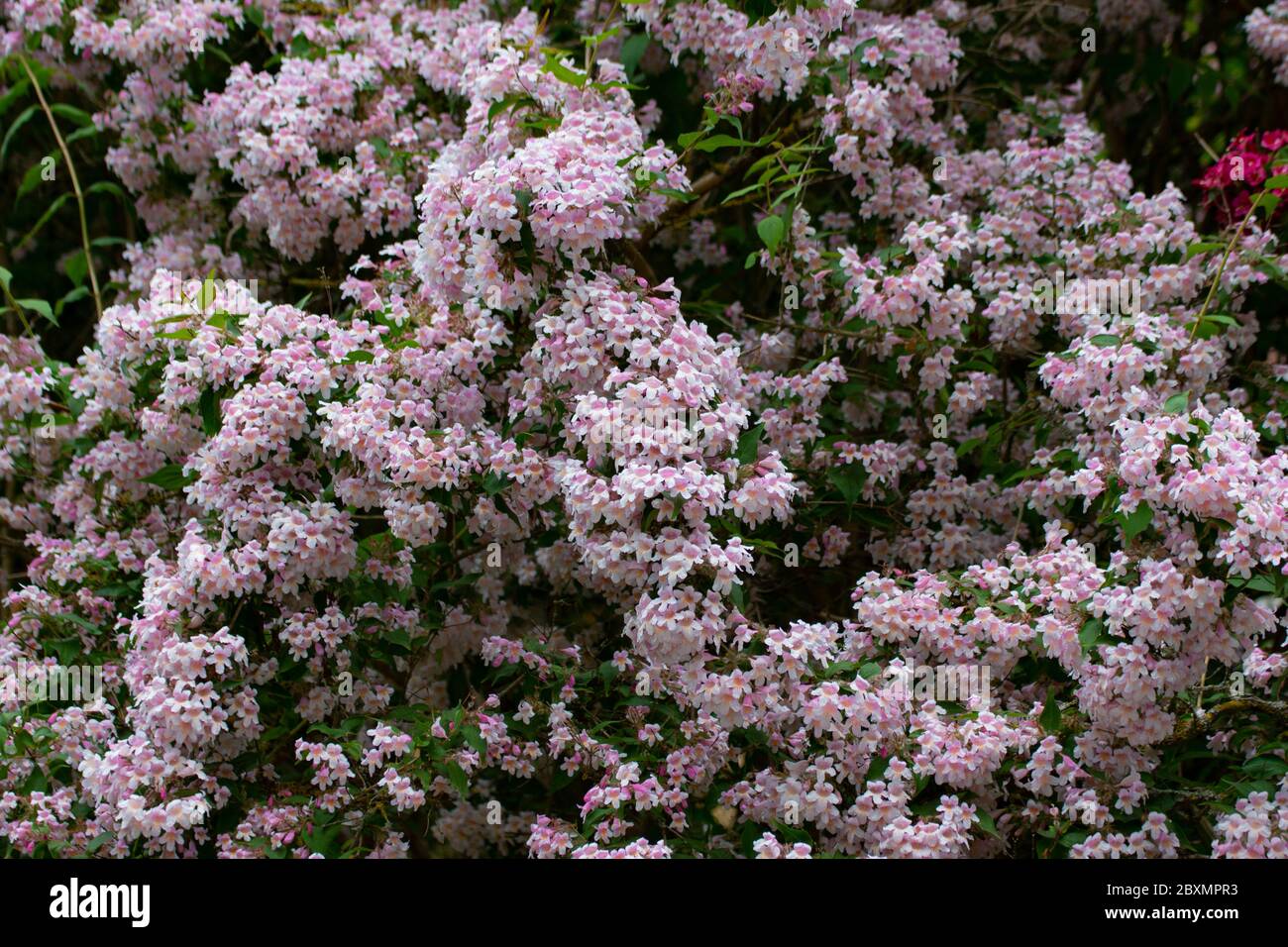 Fiori di un bush di bellezza, chiamato anche Kolkwitzia amabilis, Kolkwitzie o Perlmuttstrauch Foto Stock
