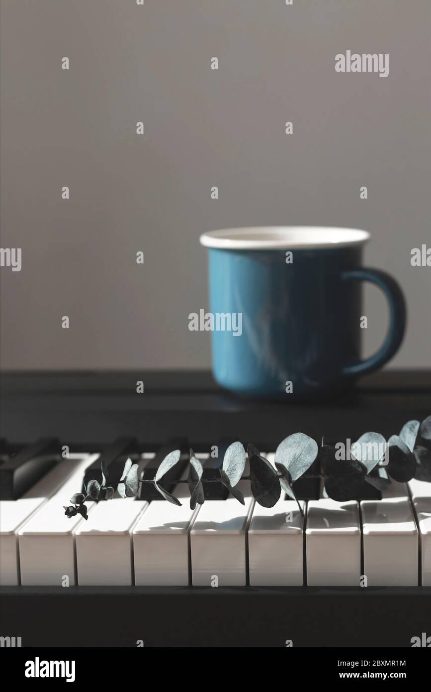 Eucalipto in un vaso sul pianoforte. Sfondo. Foto Stock