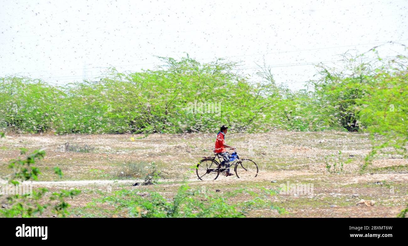 Beawar, Rajasthan, India - 8 giugno 2020: Un ciclista corre tra sciame di locuste a Beawar. Le locuste che arrivano dal vicino Pakistan minacciano i mezzi di sostentamento degli agricoltori locali e degli allevatori di bestiame nel Rajasthan. Credit: Sumit Saraswat/Alamy Live News Foto Stock