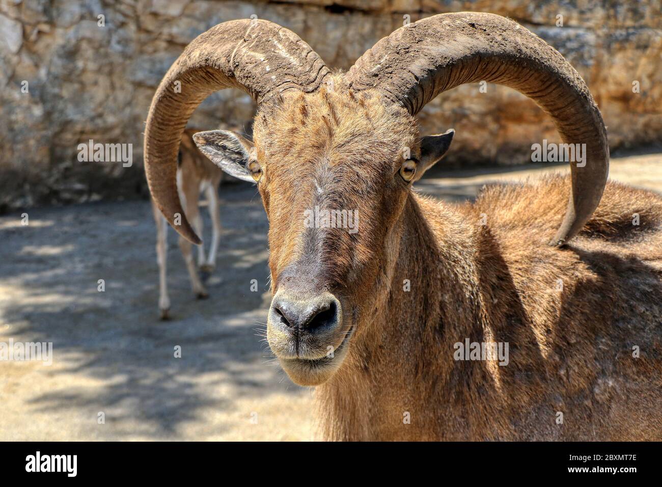 Ritratto di un mouflon maschio Foto Stock