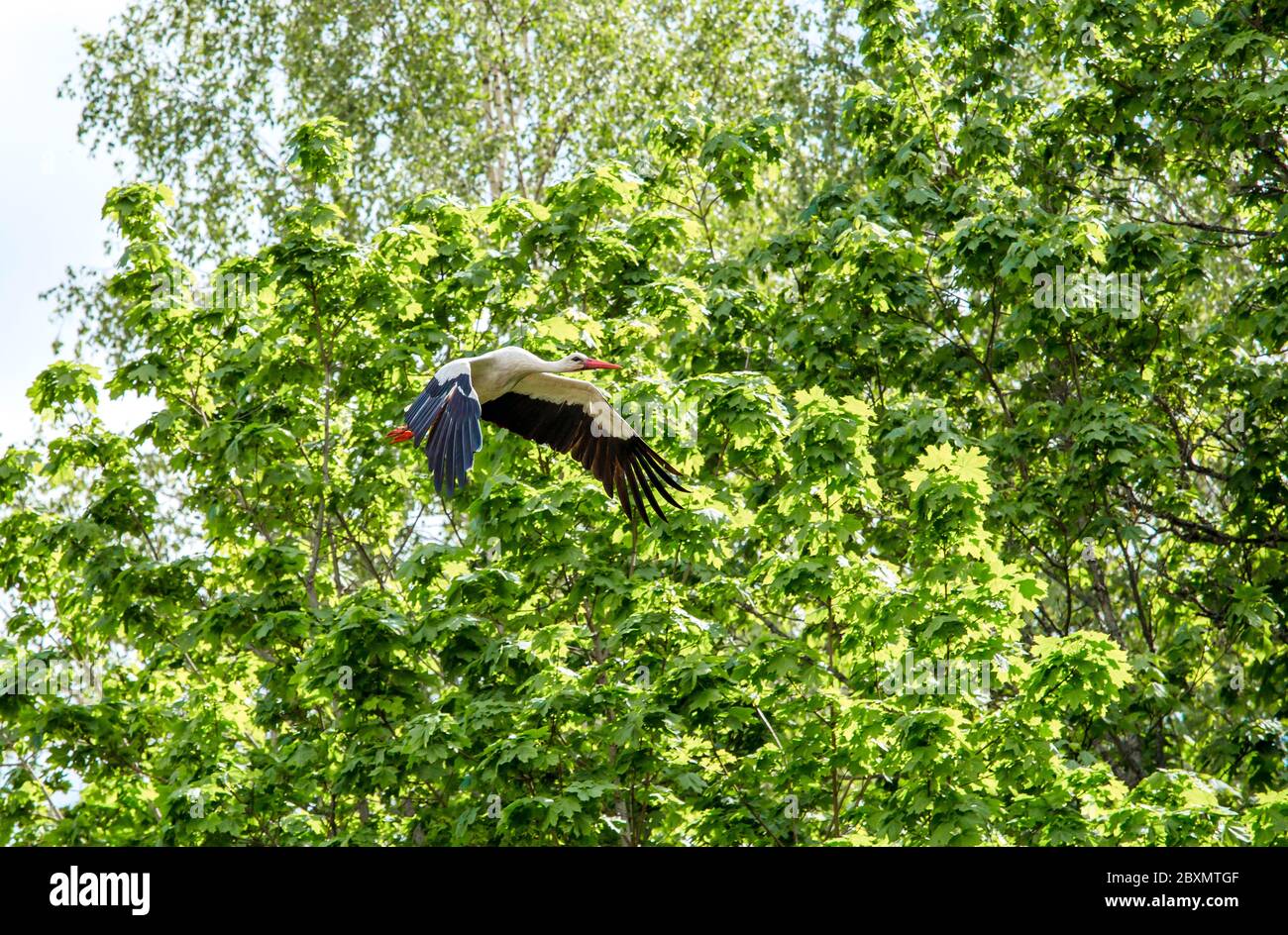 Cicogna bianca e bianca nera Ciconia vola in aria all'aperto in primavera. Foto Stock