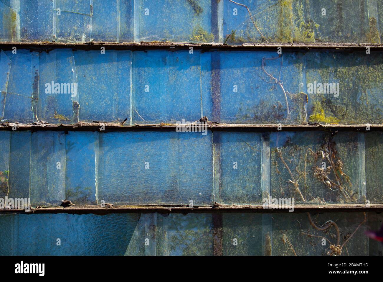 Vecchio pannello di vetro con edera che cresce dietro e riflette cielo blu come sfondo Foto Stock