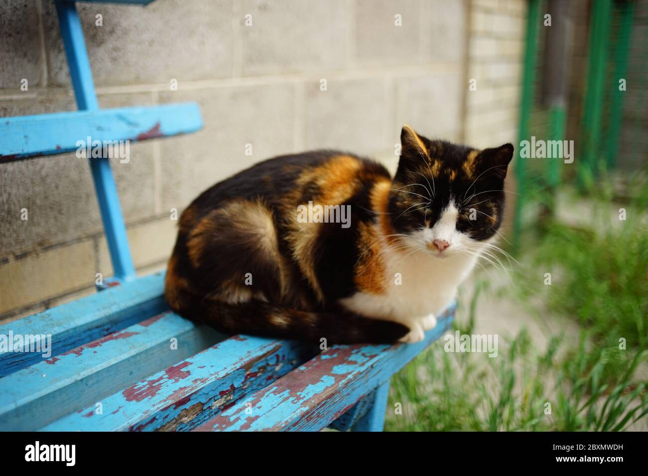 gatto tricolore seduto sulla vecchia panchina blu Foto Stock