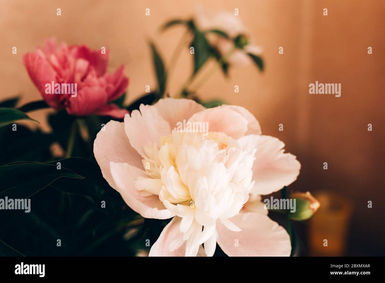 Bel bouquet di peonie, peonie fiorite Foto Stock