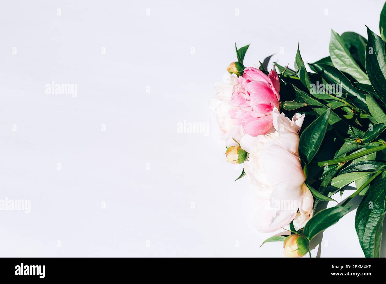 Bel bouquet di peonie su sfondo bianco, peonie fiorite Foto Stock