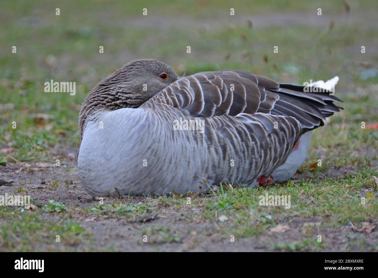 Un'Oca di Greylag seduta sull'erba Foto Stock