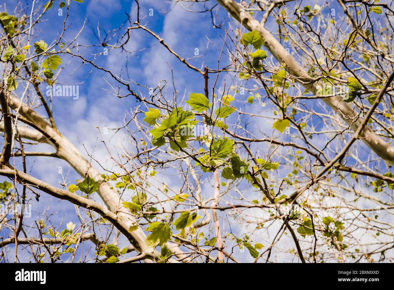 i rami superiori di un albero di sycamore con il cielo oltre Foto Stock