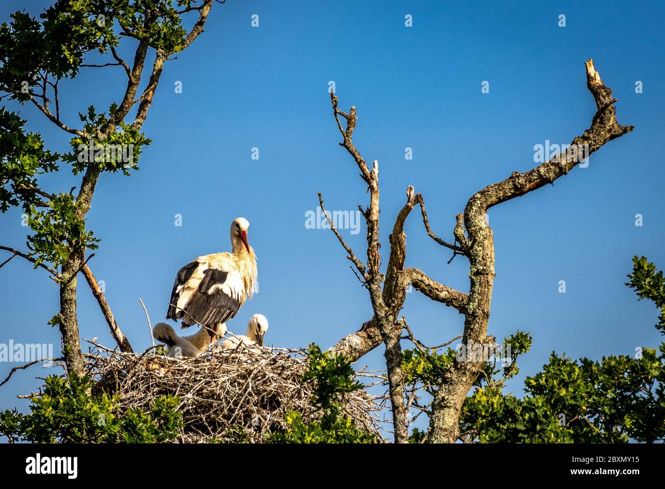 The Storks a Knepp Rewilding Foto Stock