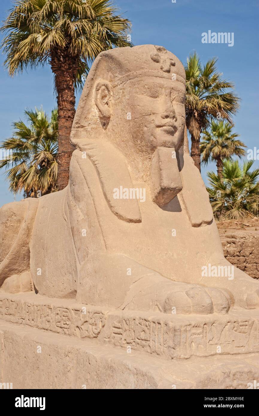 Antica sfinge egiziana contro sfondo blu cielo con palme al tempio di Luxor Foto Stock