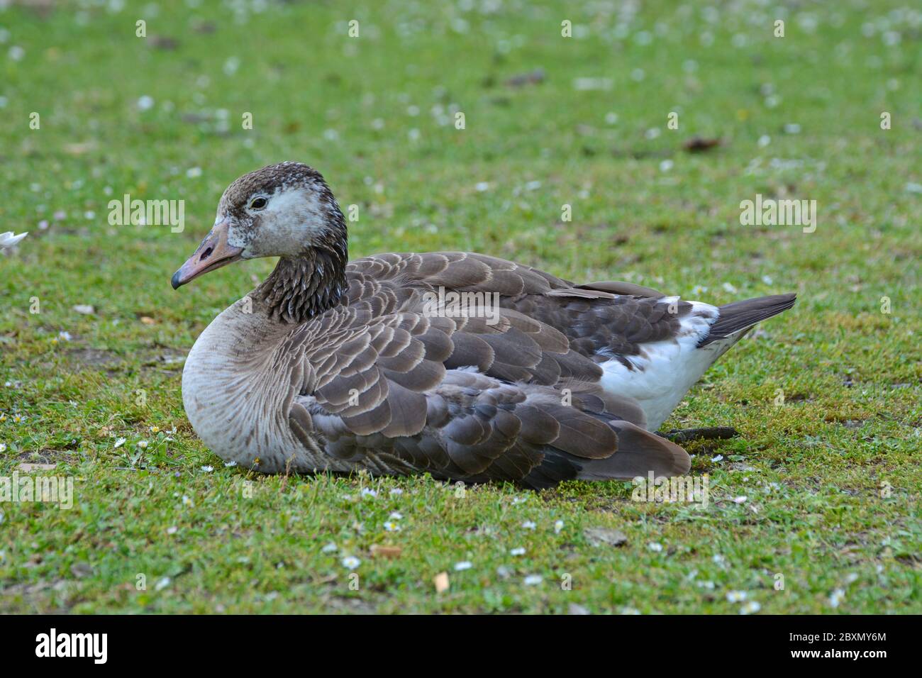 Un'Oca di Greylag seduta sull'erba Foto Stock